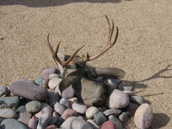 YVRGCPix/Deer1439.JPG